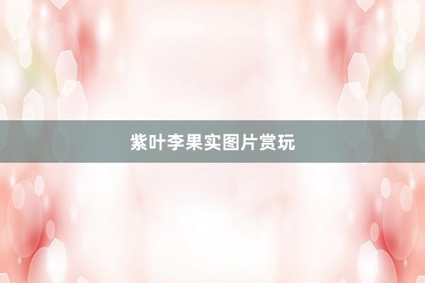 紫叶李果实图片赏玩